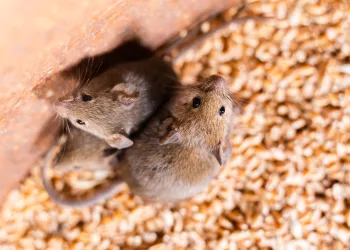 mice in grain bin