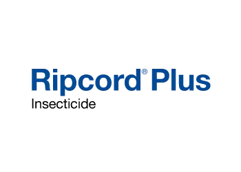 Ripcord Plus Insecticide by BASF - New Zealand